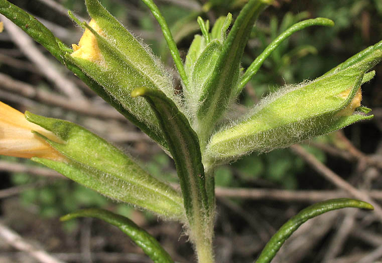 Detailed Picture 3 of Diplacus longiflorus