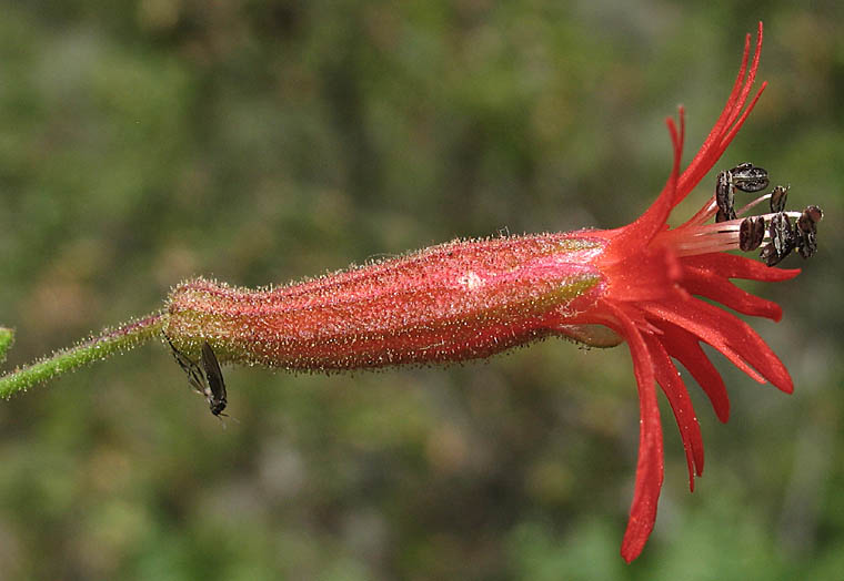 Detailed Picture 2 of Silene laciniata ssp. laciniata