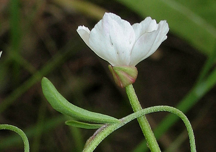 Detailed Picture 3 of Clarkia epilobioides