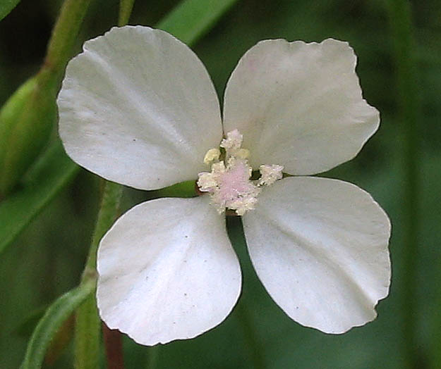 Detailed Picture 1 of Clarkia epilobioides