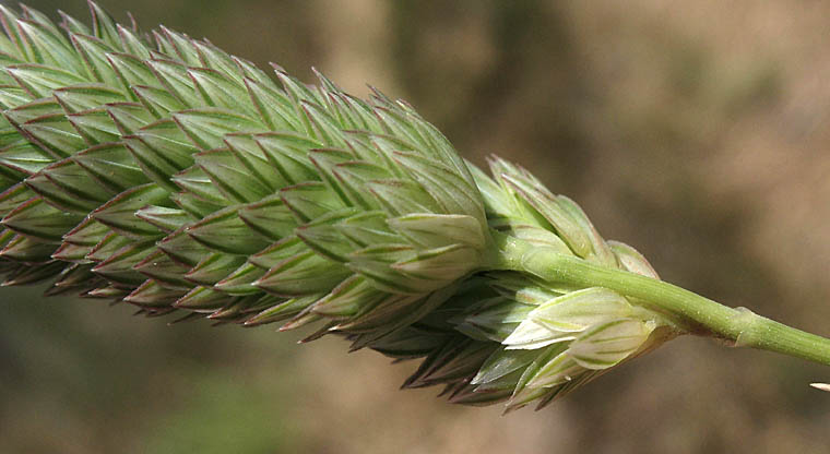 Detailed Picture 2 of Phalaris aquatica