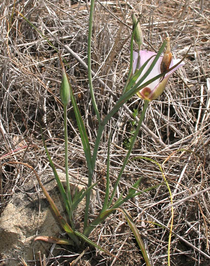 Detailed Picture 5 of Calochortus catalinae