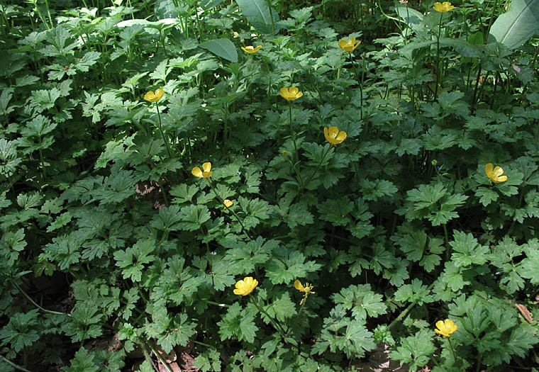 Detailed Picture 6 of Ranunculus repens