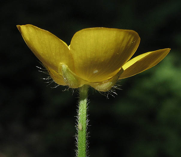 Detailed Picture 3 of Ranunculus repens