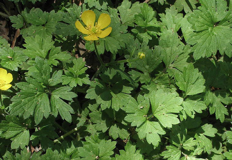 Detailed Picture 5 of Ranunculus repens