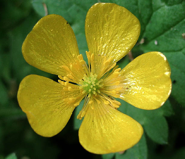 Detailed Picture 1 of Ranunculus repens