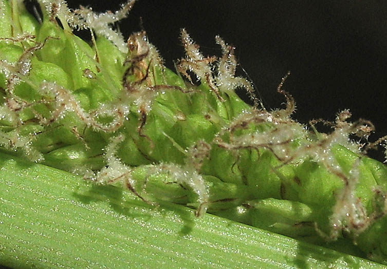 Detailed Picture 3 of Carex spissa