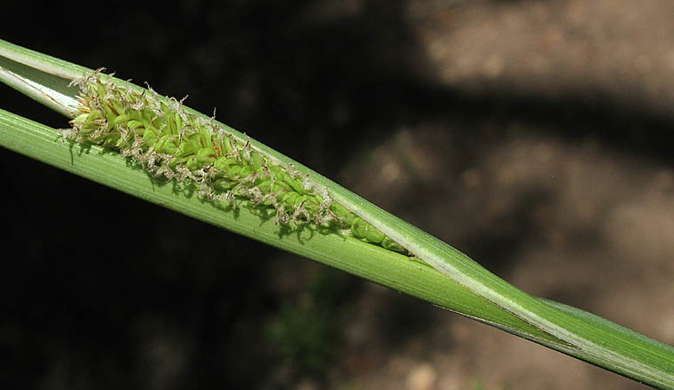 Detailed Picture 2 of Carex spissa