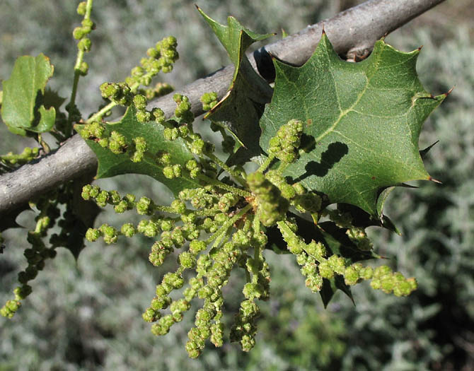 Detailed Picture 1 of Quercus palmeri