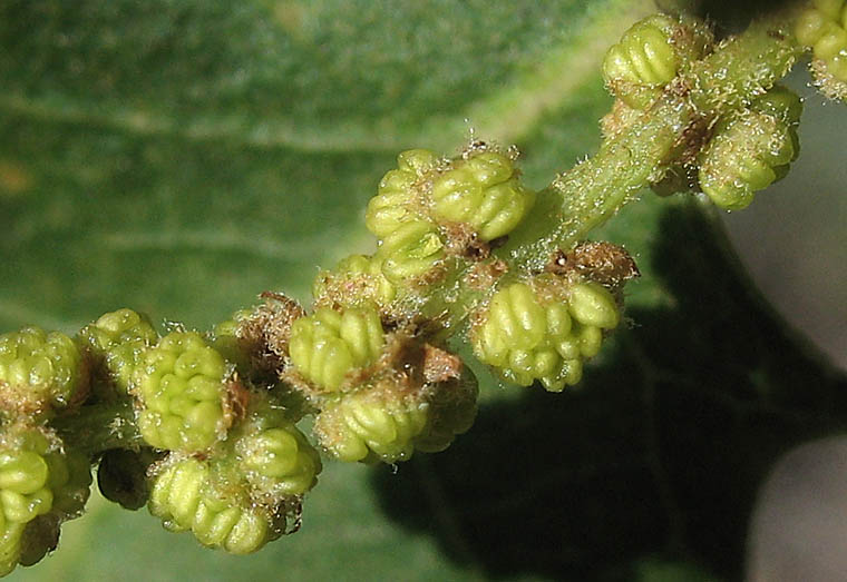 Detailed Picture 2 of Quercus palmeri