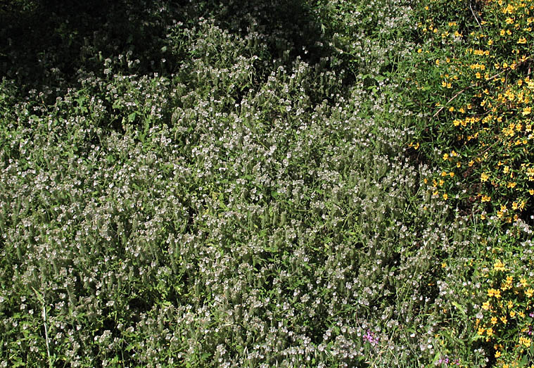 Detailed Picture 5 of Phacelia cicutaria var. hispida