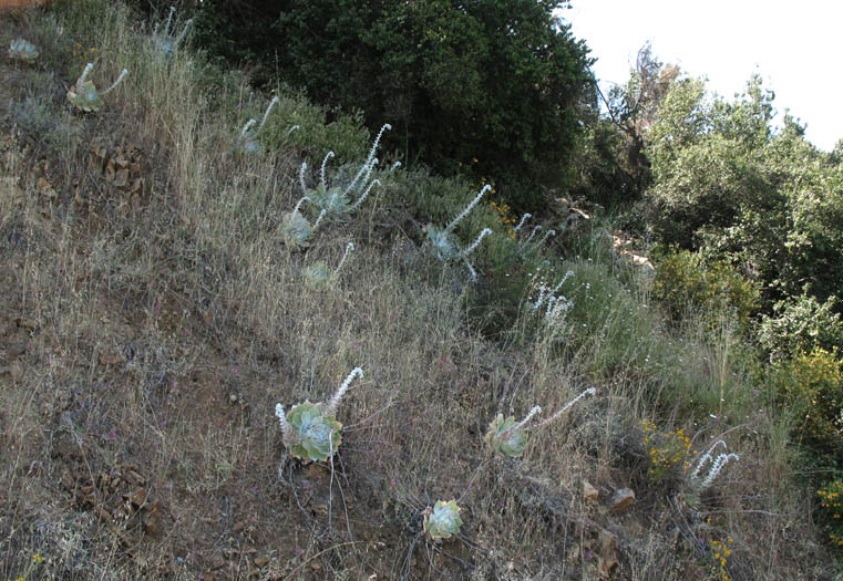 Detailed Picture 7 of Dudleya pulverulenta