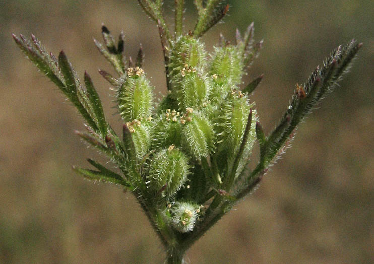 Detailed Picture 4 of Daucus pusillus