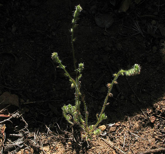 Detailed Picture 5 of Cryptantha microstachys