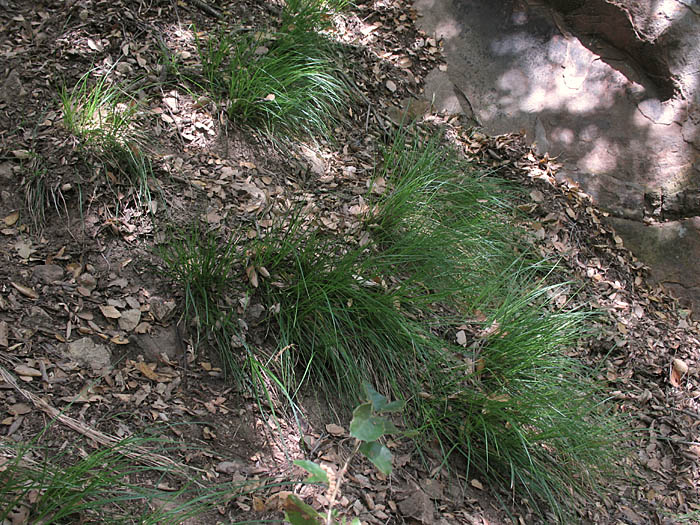 Detailed Picture 6 of Carex globosa