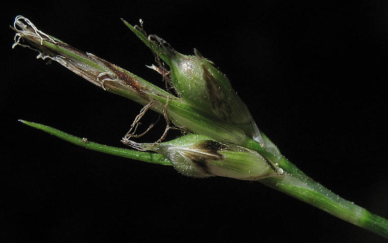 Detailed Picture 7 of Carex globosa