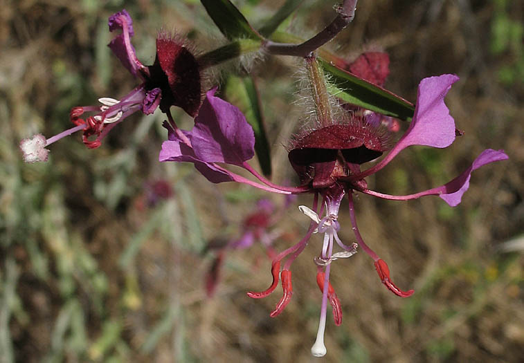 Detailed Picture 3 of Clarkia unguiculata