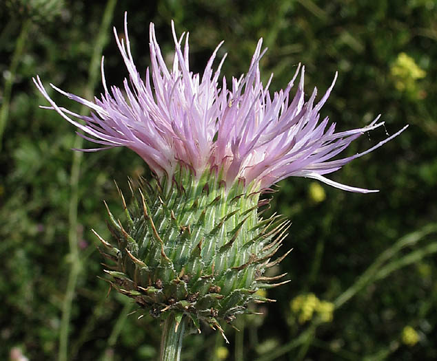 Detailed Picture 3 of Cirsium occidentale var. californicum