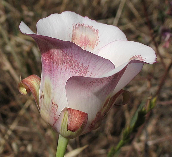 Detailed Picture 3 of Calochortus venustus