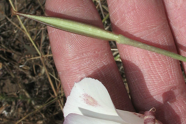 Detailed Picture 5 of Calochortus venustus