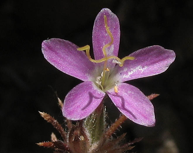 Detailed Picture 1 of Leptosiphon parviflorus