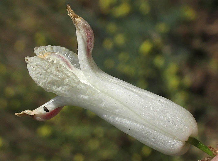 Detailed Picture 2 of Ehrendorferia ochroleuca