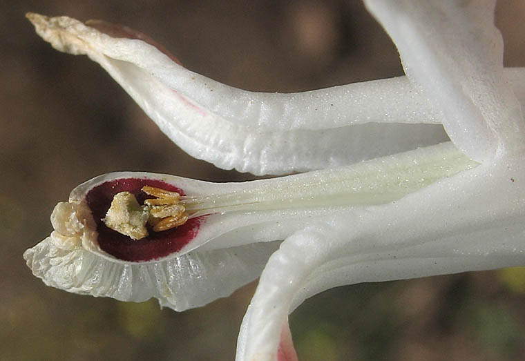 Detailed Picture 3 of Ehrendorferia ochroleuca