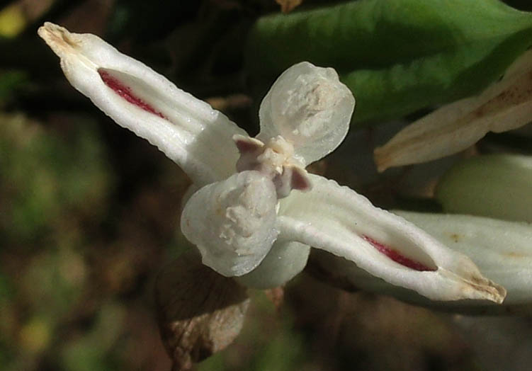 Detailed Picture 1 of Ehrendorferia ochroleuca