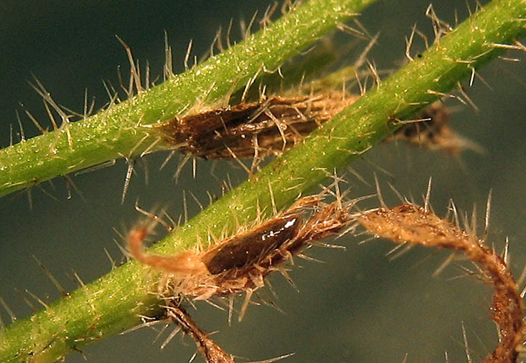 Detailed Picture 6 of Cryptantha microstachys