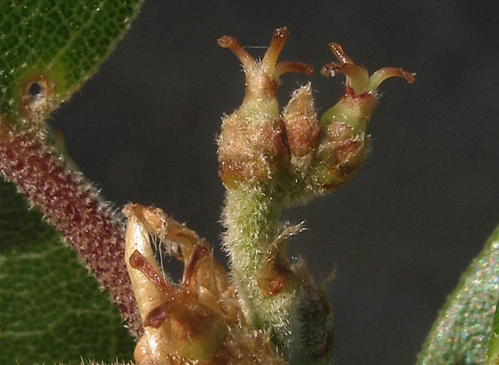 Detailed Picture 3 of Quercus wislizeni