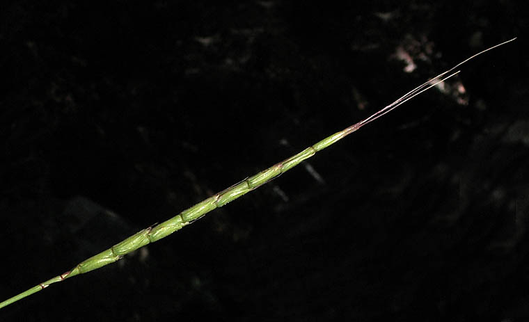 Detailed Picture 1 of Aegilops cylindrica