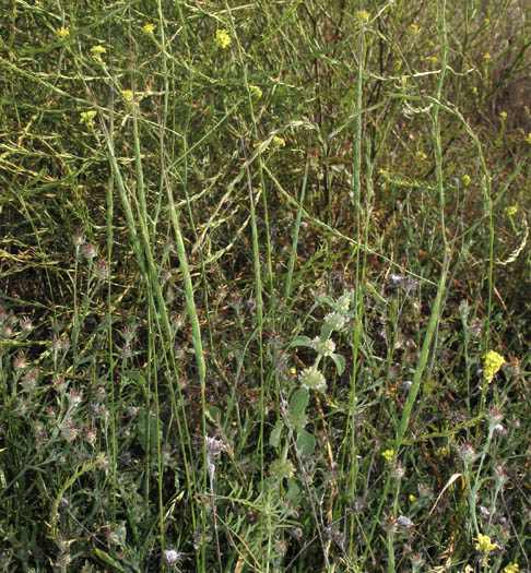 Detailed Picture 4 of Aegilops cylindrica