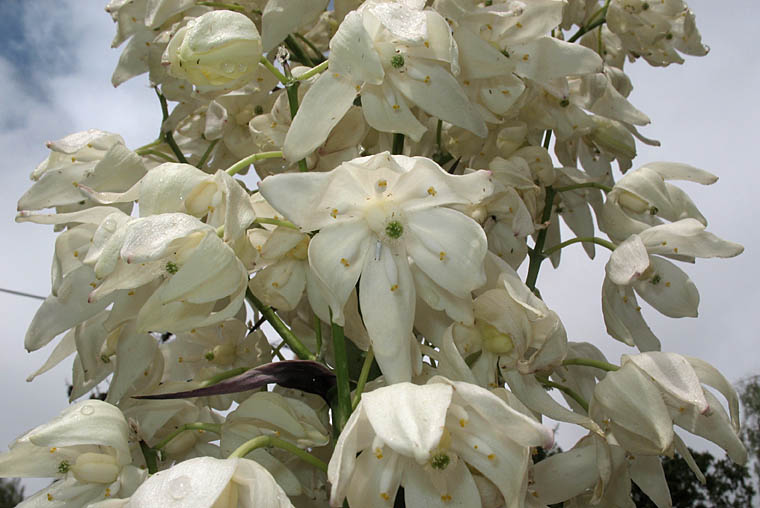 Detailed Picture 3 of Hesperoyucca whipplei