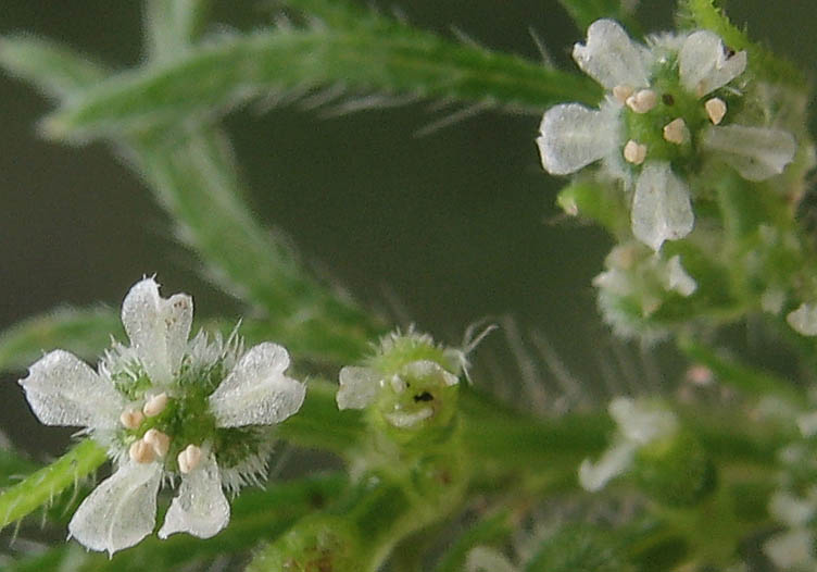 Detailed Picture 1 of Daucus pusillus