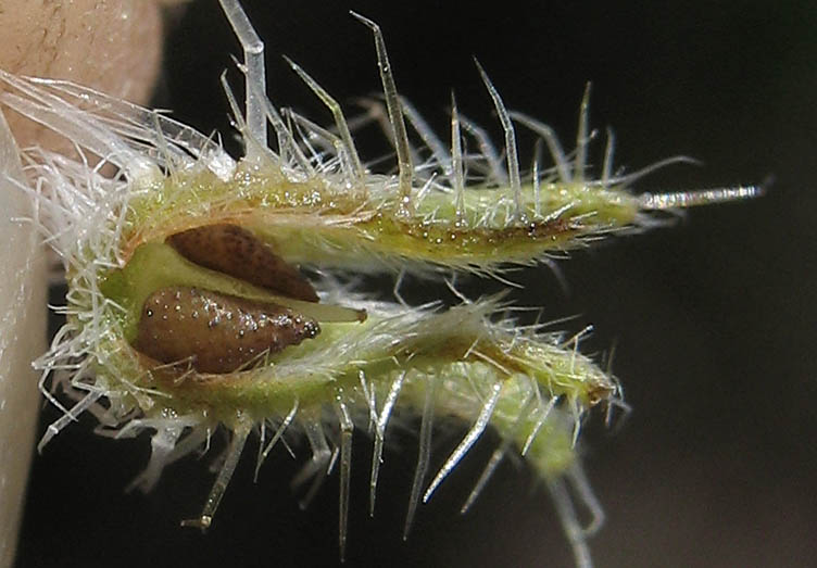 Detailed Picture 7 of Cryptantha intermedia var. intermedia