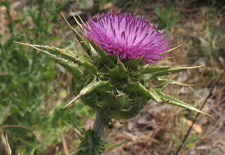 Detailed Picture 2 of Silybum marianum