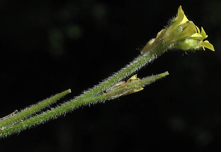 Detailed Picture 2 of Sisymbrium officinale