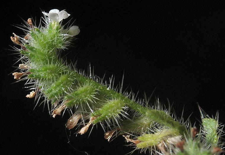 Detailed Picture 6 of Cryptantha clevelandii var. clevelandii