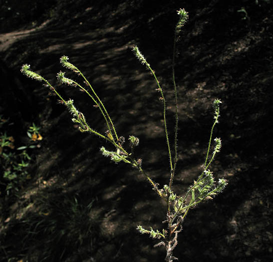 Detailed Picture 5 of Cryptantha clevelandii var. clevelandii