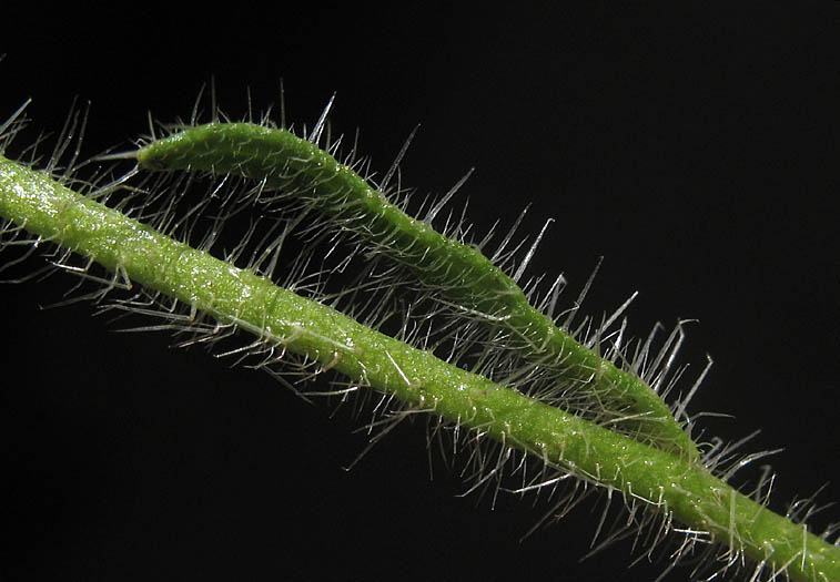 Detailed Picture 6 of Cryptantha intermedia var. intermedia