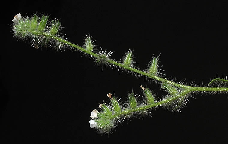 Detailed Picture 5 of Cryptantha intermedia var. intermedia