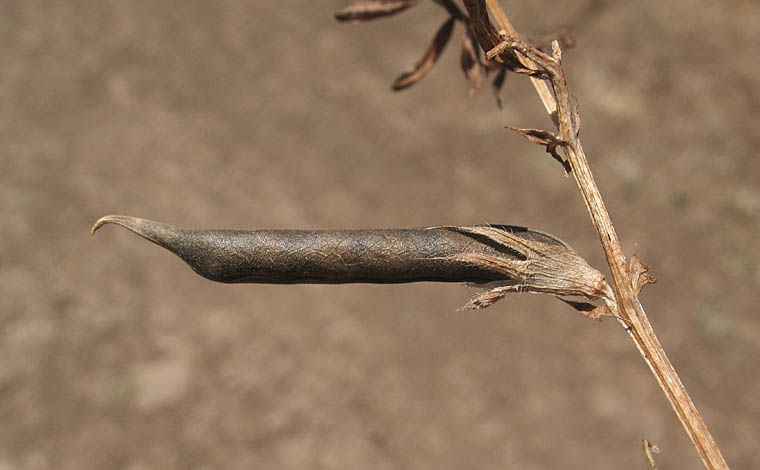 Detailed Picture 9 of Vicia sativa ssp. sativa