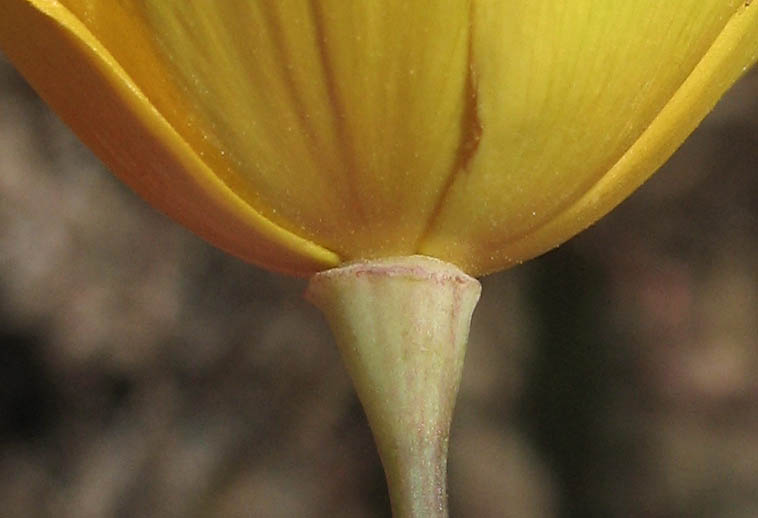 Detailed Picture 4 of Eschscholzia californica