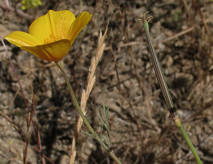 Detailed Picture 8 of Eschscholzia californica