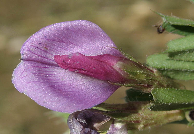 Detailed Picture 2 of Vicia sativa ssp. sativa