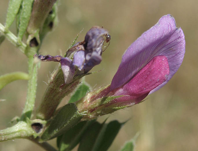 Detailed Picture 1 of Vicia sativa ssp. sativa