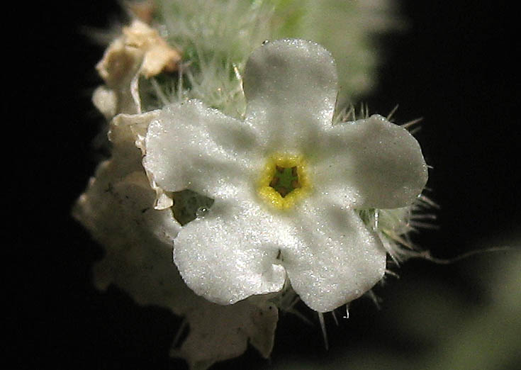 Detailed Picture 1 of Cryptantha muricata var. muricata