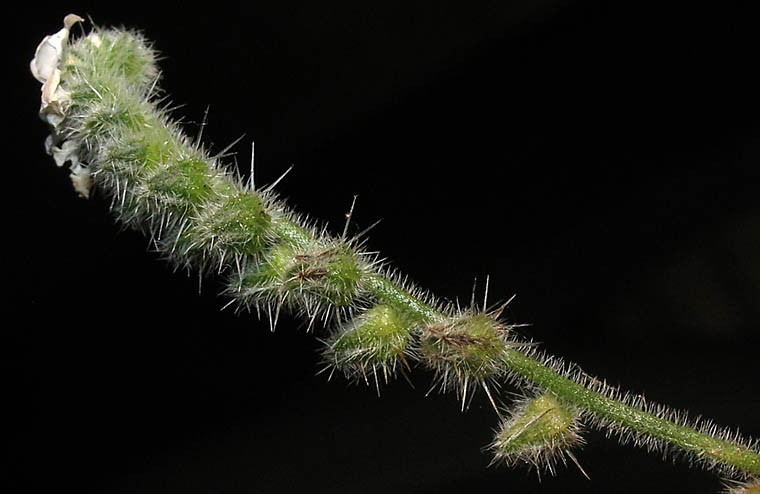 Detailed Picture 6 of Cryptantha muricata var. muricata