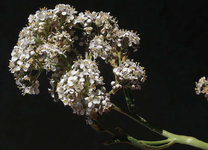 Detailed Picture 4 of Lepidium latifolium