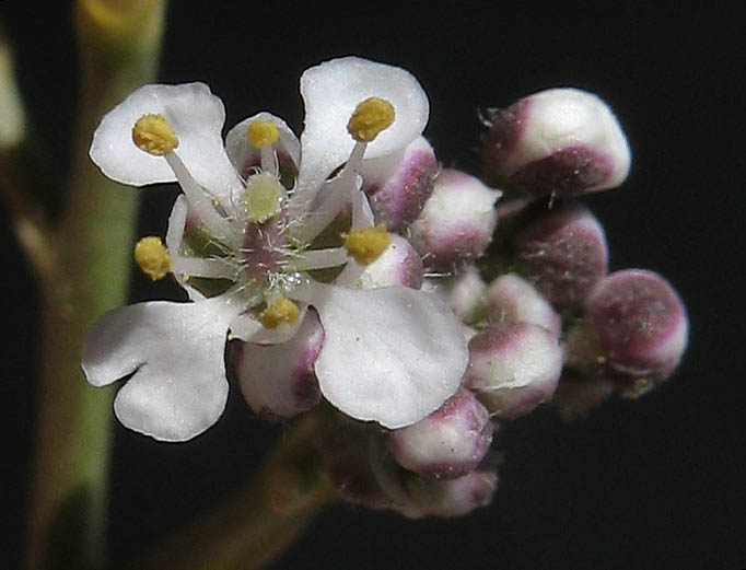 Detailed Picture 1 of Lepidium latifolium